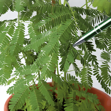 Sensitive Plant siemenet (Mimosa pudica) – monivuotinen kukka