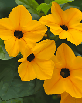 Black Eyed Susan -siemenet Thunbergia alata – monivuotinen köynnös