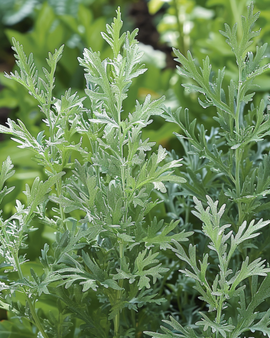 Artemisia Absinthium -siemenet Artemisia Absinthium monivuotinen yrtti