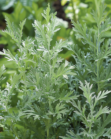 Artemisia Absinthium -siemenet Artemisia Absinthium monivuotisen yrtin siemenet (Artemisia absinthium) – monivuotinen yrtti