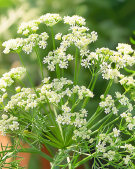 Anissiemenet Pimpinella anisum yksivuotinen kulinaarinen yrtti