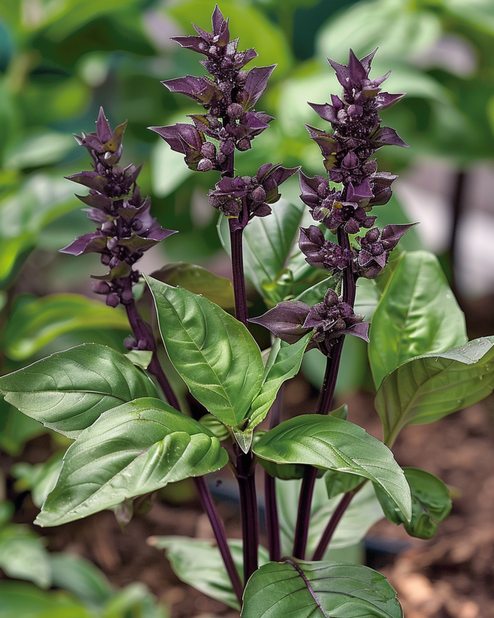 Kanelibasi-siemenet (Ocimum basilicum) – yksivuotinen yrtti