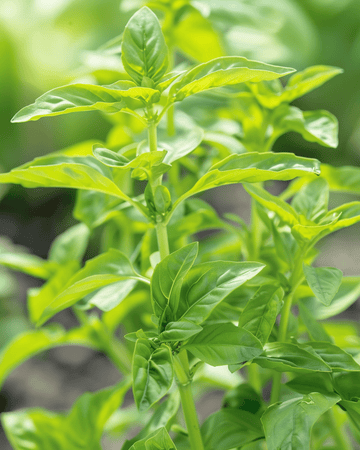 Makean basilikan Small Leaved siemenet (Ocimum basilicum) – yksivuotinen yrtti