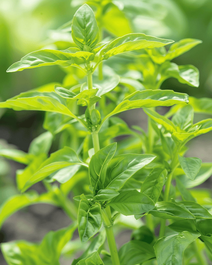 Makean basilikan Small Leaved siemenet (Ocimum basilicum) – yksivuotinen yrtti