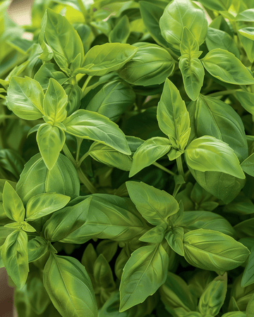 Pot Basil Bascuro Dark Green seeds (Ocimum basilicum) – annual herb