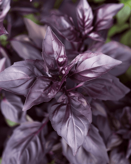Sweet Basil Dark Opal -siemenet Ocimum basilicum, yksivuotinen yrtti
