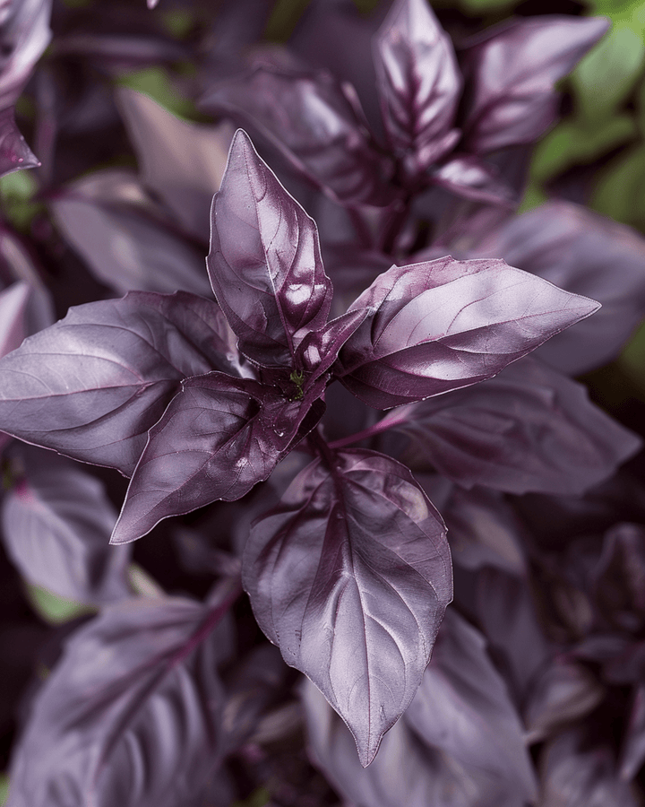 Sweet Basil Dark Opal -siemenet (Ocimum basilicum) – yksivuotinen yrtti