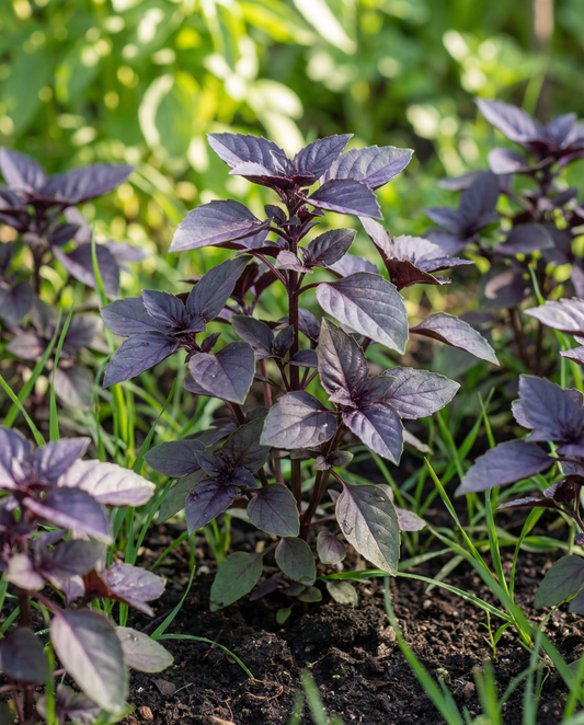 Sweet Basil Dark Opal -siemenet (Ocimum basilicum) – yksivuotinen yrtti SeedsChoicelta