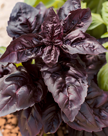 Makea basilika Red Lizzy siemenet (Ocimum basilicum) – yksivuotinen yrtti