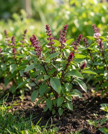 Makea basilika Siam Queen (Ocimum basilicum) – yksivuotiset yrttisiemenet SeedsChoicelta