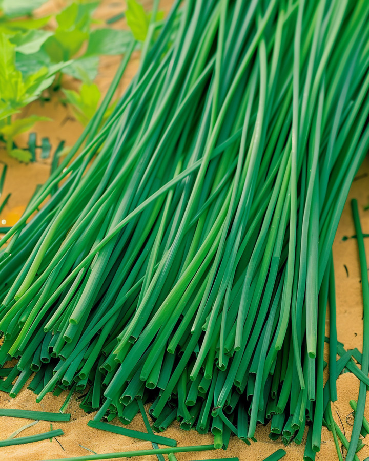 Chives Prager siemenet (Allium schoenoprasum) – monivuotinen yrtti
