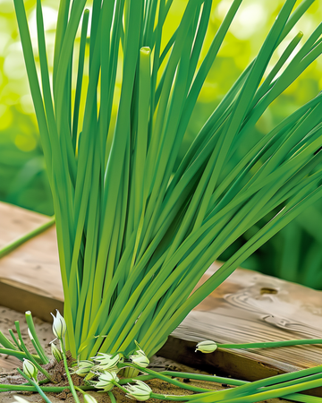Valkosipuliruohosipuli White siemenet (Allium tuberosum) – monivuotinen yrtti