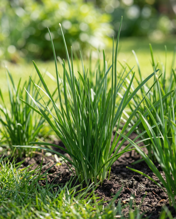 Valkosipuliruohosipuli White (Allium tuberosum) – monivuotiset yrtinsiemenet SeedsChoicelta