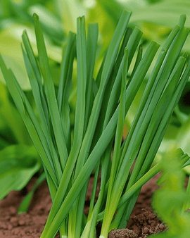 Talvipurjon siemenet Allium Fistulosum monivuotinen Winterhecke