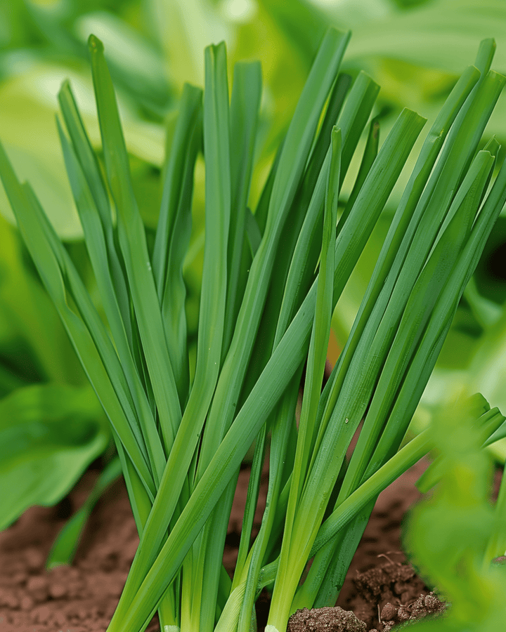 Welsh Onion Winterhecke -siemenet (Allium fistulosum) – monivuotinen vihannes