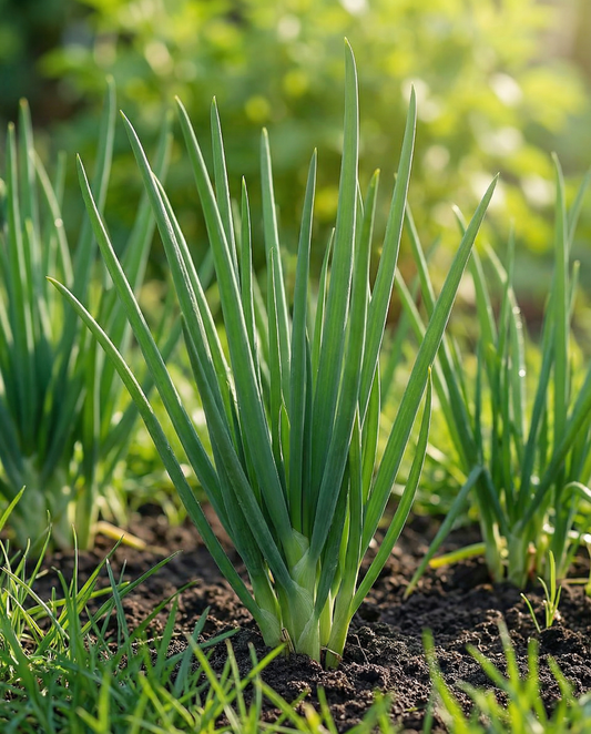 Welsh Onion Winterhecke (Allium fistulosum) – monivuotisen vihanneksen siemenet SeedsChoicesta