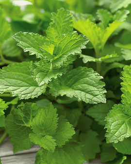 Sitruunamelissan siemenet Melissa officinalis monivuotinen yrtti yrttitee