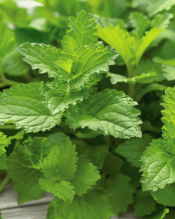 Sitruunamelissatee-siemenet (Melissa officinalis) – monivuotinen yrtti