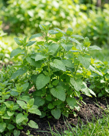 Sitruunamelissatee (Melissa officinalis) – monivuotisen yrtin siemenet SeedsChoicelta