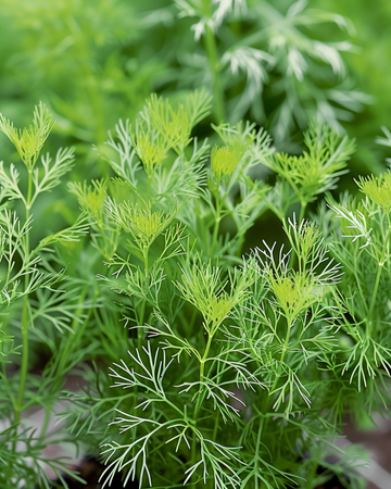 Tilli Nano -siemenet (Anethum graveolens) – yksivuotinen yrtti