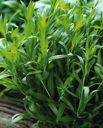 Tarragon Russian seeds (Artemisia dracunculus) – perennial herb