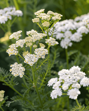 Siankärsämön siemenet (Achillea millefolium) – monivuotinen yrtti