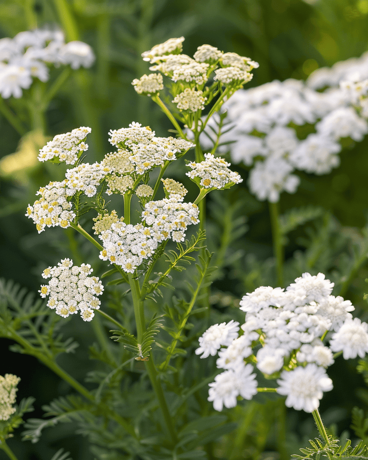 Yarrow seeds (Achillea millefolium) – perennial herb