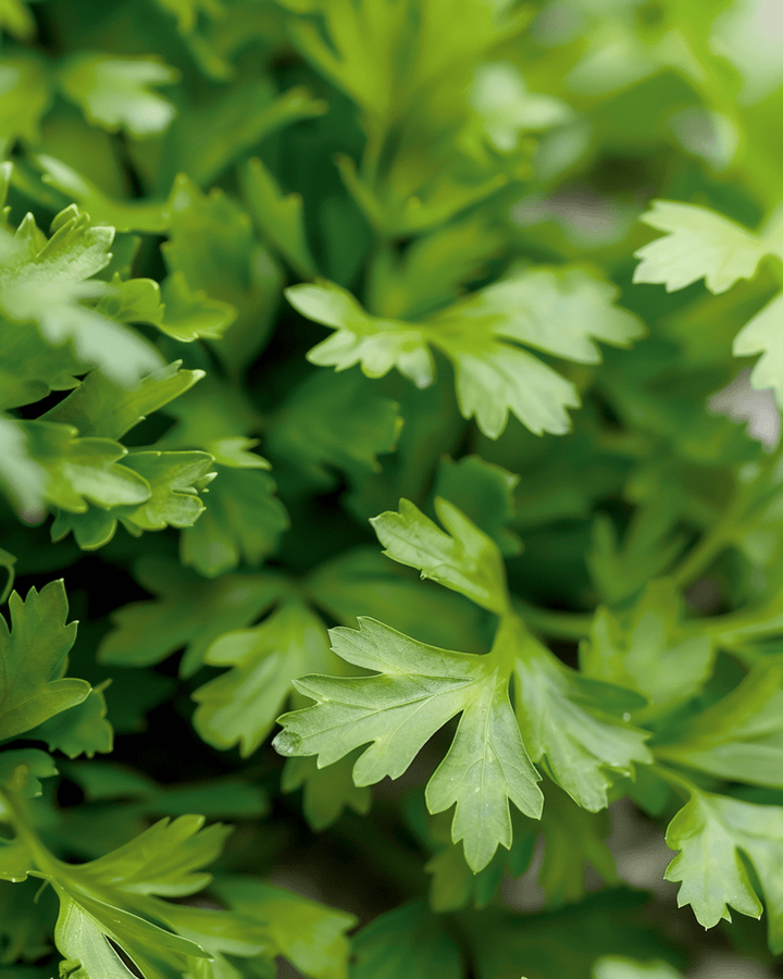 Kirveli Culinary -siemenet (Anthriscus cerefolium) – yksivuotinen yrtti