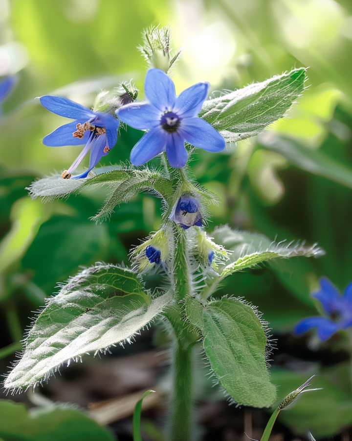 Borage Edible seeds (Borago officinalis) – annual herb