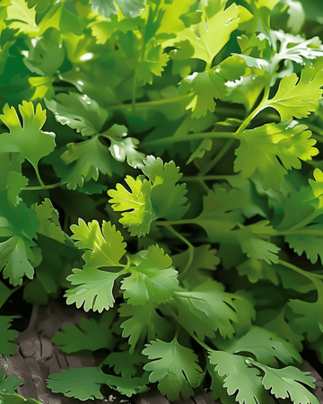 Korianteri Slow Bolting Fine Leaf -siemenet (Coriandrum sativum) – yksivuotinen yrtti