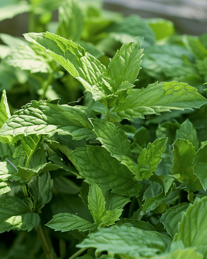 Spearmint Garden Mint seeds (Mentha spicata) – perennial herb