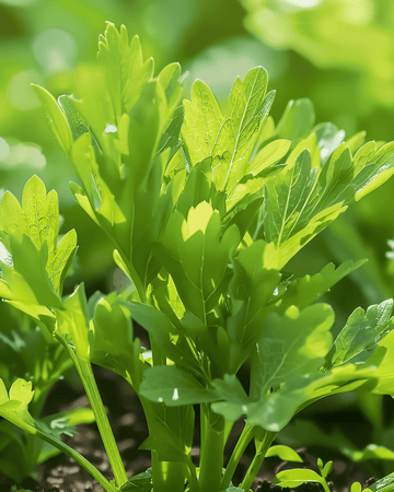 Lipstikkelin siemenet (Levisticum officinale) – monivuotinen yrtti