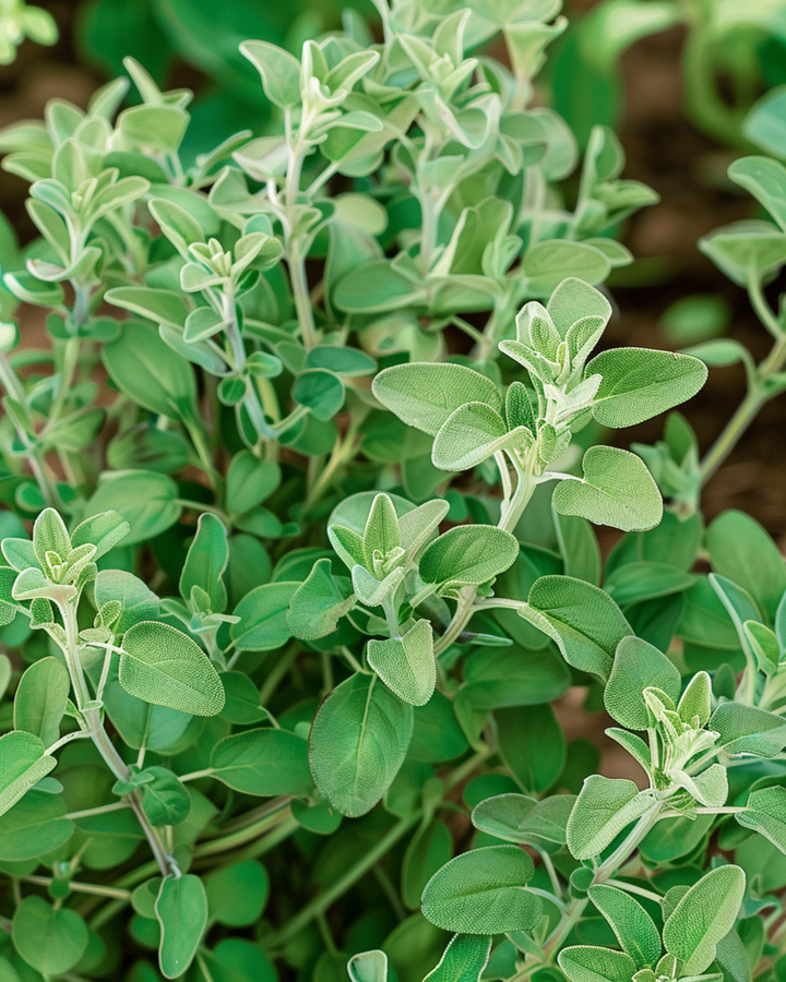 Sweet Marjoram seeds (Majorana hortensis) – annual herb