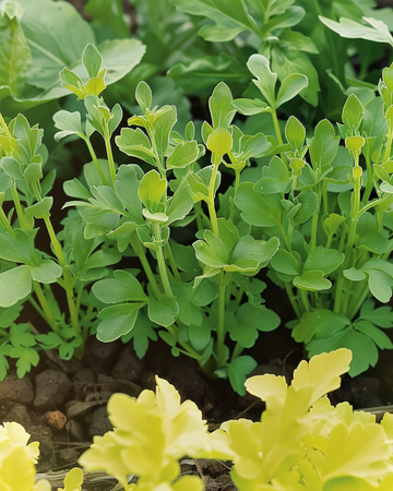 Keltaisen sinapin siemenet (Sinapis alba) – yksivuotinen yrtti