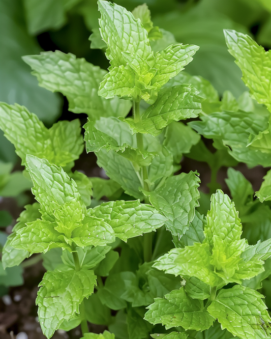 Peppermint Herbal Tea (Mentha piperita) – monivuotiset yrttisiemenet SeedsChoicelta