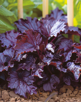 Perilla frutescens -siemenet – shiso, punailehtinen, yksivuotinen yrtti