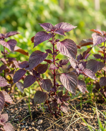 Shiso Red Leaved (Perilla frutescens) – yksivuotisen yrttisiemenet SeedsChoicelta
