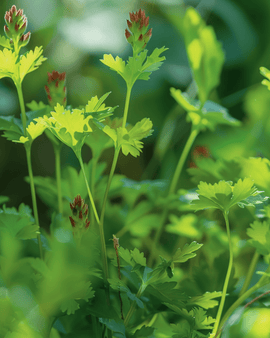 Pimpinellan siemenet Sanguisorba minor monivuotinen yrtti