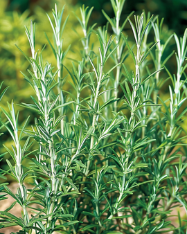 Rosmariini Common -siemenet Rosmarinus officinalis monivuotinen yrtti