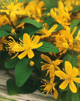 St. John's Wort -siemenet Hypericum Perforatum monivuotinen yrtti