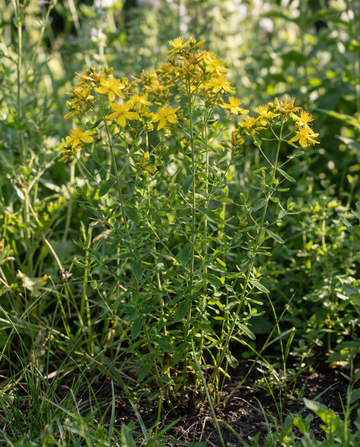 St. John's Wort (Hypericum perforatum) – monivuotiset yrttisiemenet SeedsChoicelta