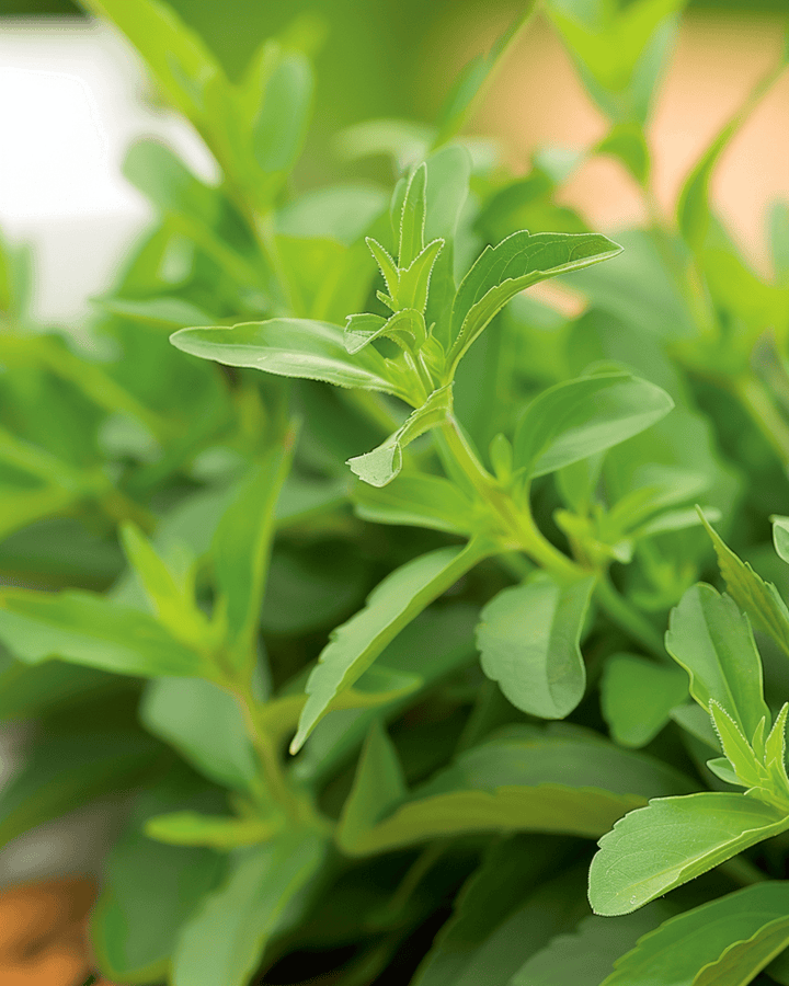 Stevian siemenet (Stevia rebaudiana) – monivuotinen yrtti