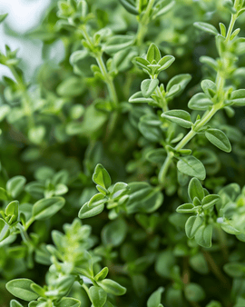 Saksalaisen talvitimjamin siemenet Thymus vulgaris – kylmänkestävä monivuotinen yrtti