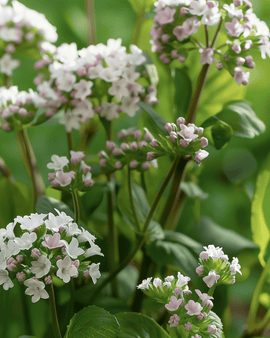 Yrttisiemenet Valeriana Officinalis monivuotinen