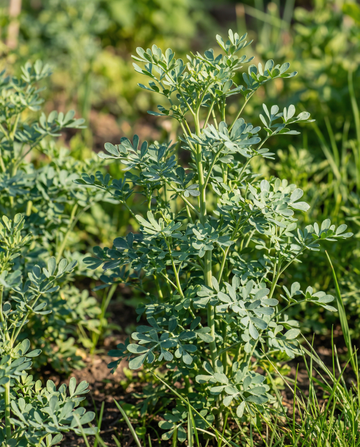Ruuta (Ruta graveolens) – monivuotisen yrtin siemenet SeedsChoicelta