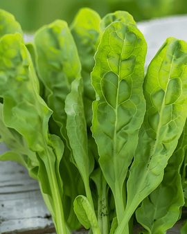 Sorrel Seeds Rumex Acetosa Perennial Herb