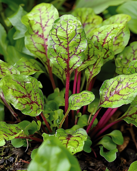 Punasuonisuolaheinän siemenet Rumex sanguineus monivuotinen yrtti