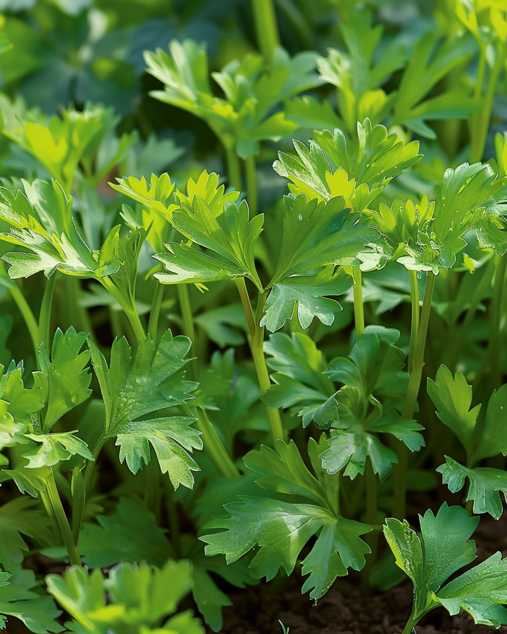 Winter Chervil Vertissimo seeds (Anthriscus cerefolium) – annual vegetable