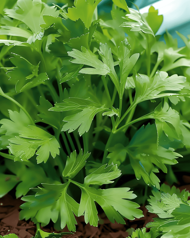 Italian Giant Parsley -siemenet (Petroselinum crispum) – yksivuotinen yrtti