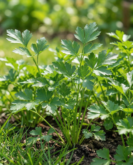 Italian Giant Parsley (Petroselinum crispum) – yksivuotiset yrttisiemenet SeedsChoicelta